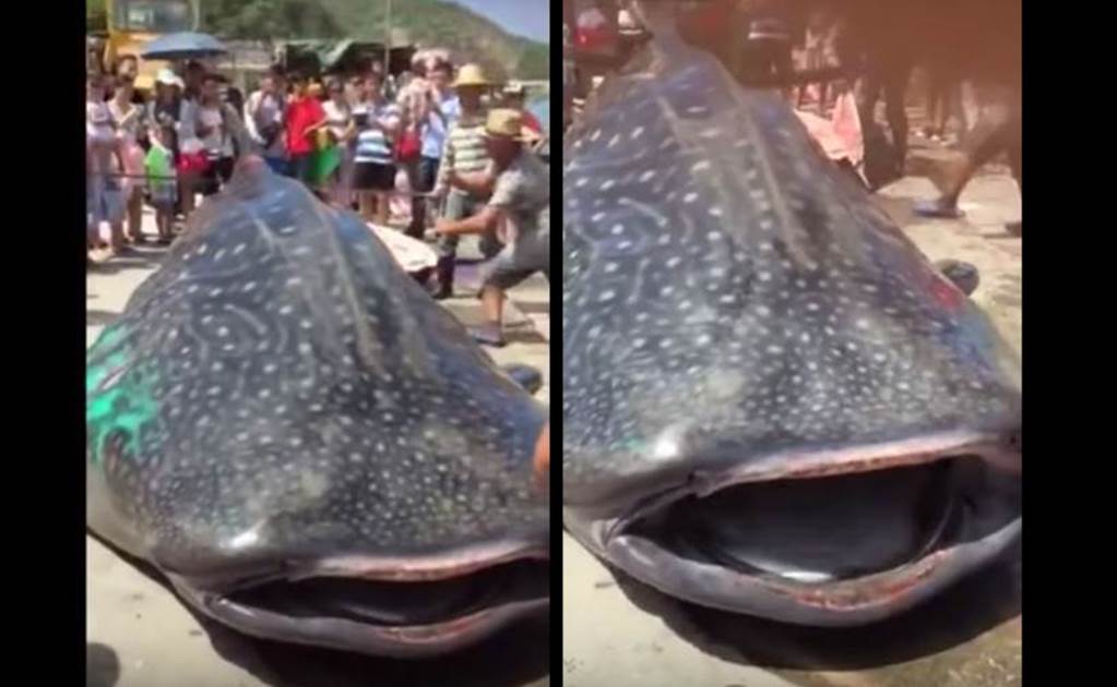 Indigna a China video de tiburón ballena destazado vivo