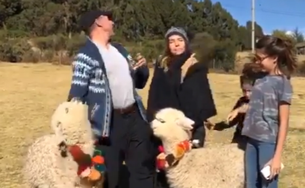 Alpaca le escupe en la cara a Sergio Mayer