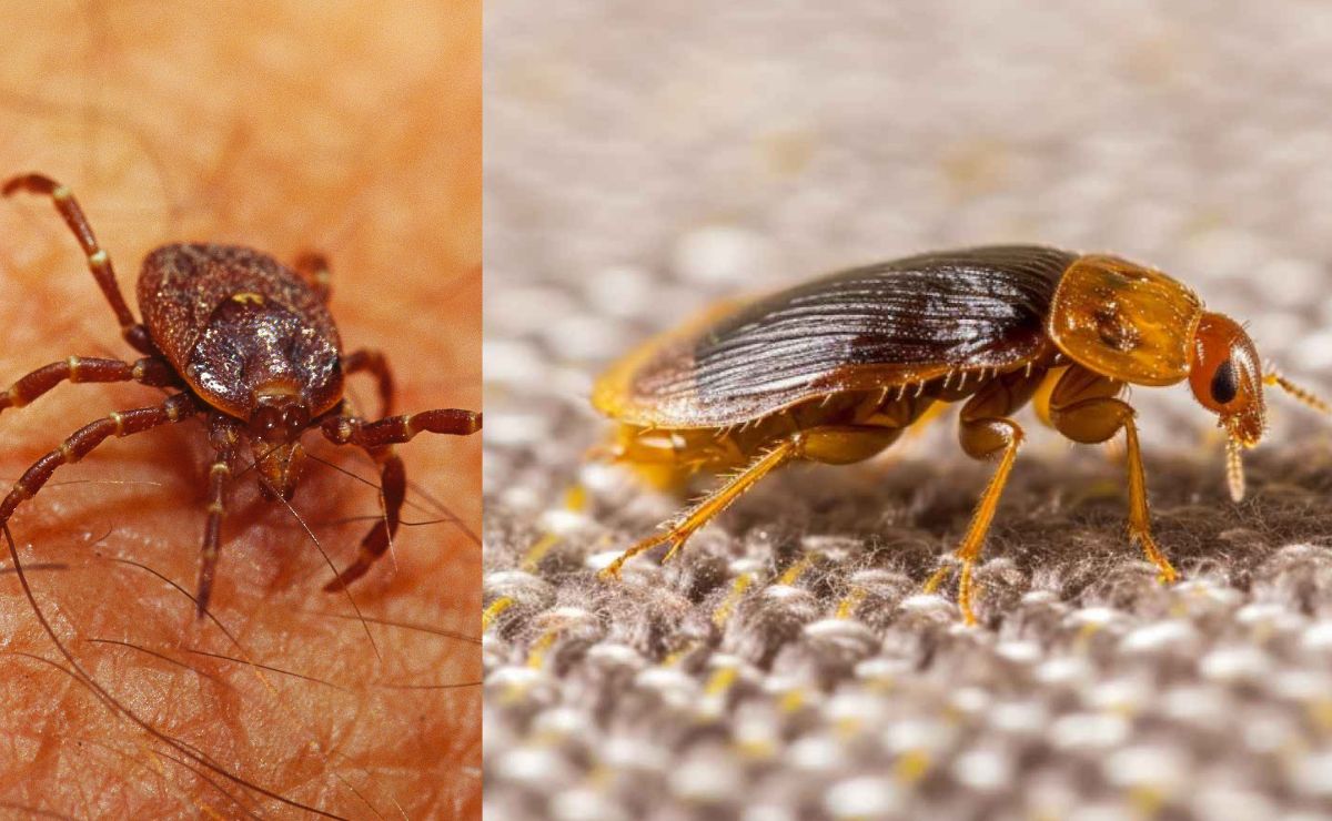 Descubre las diferencias entre chinches, garrapatas y pulgas, según biólogo
