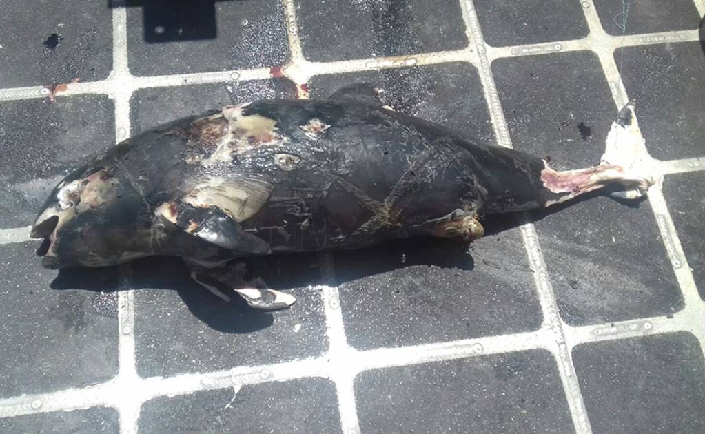 Hallan otra vaquita marina muerta 