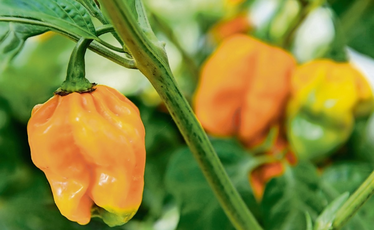 El chile habanero es originario de la cuenca del Amazonas, pero se domesticó y adoptó en la península de Yucatán. Foto: Especial