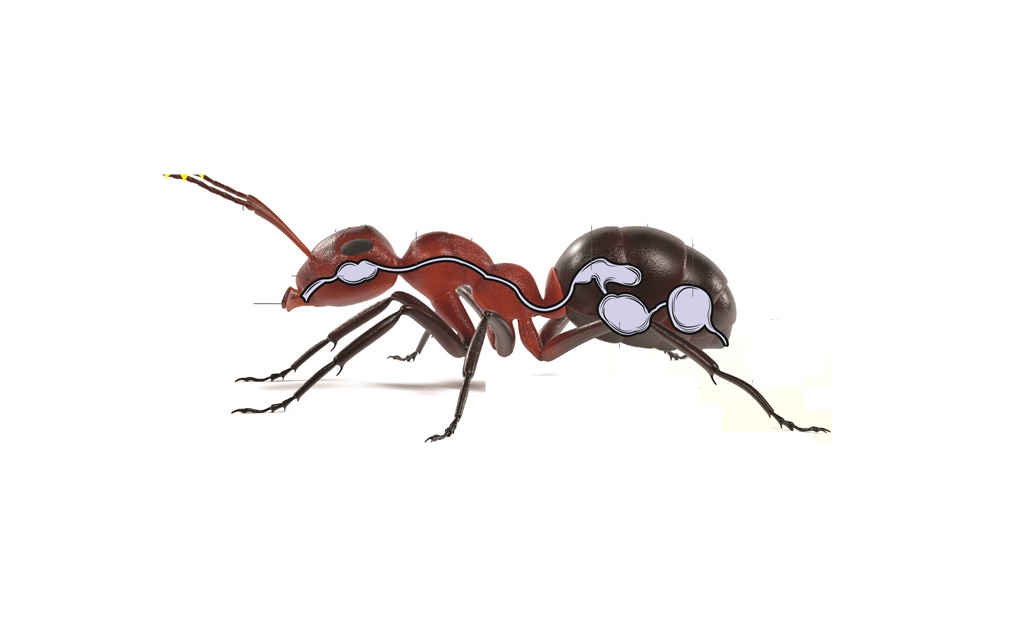 El fascinante mundo de las hormigas a la mexicana