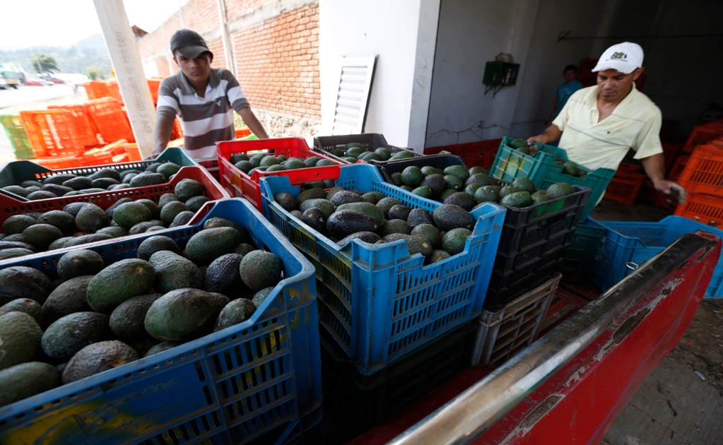 FGR investiga robo de 40 toneladas de aguacate en Michoacán