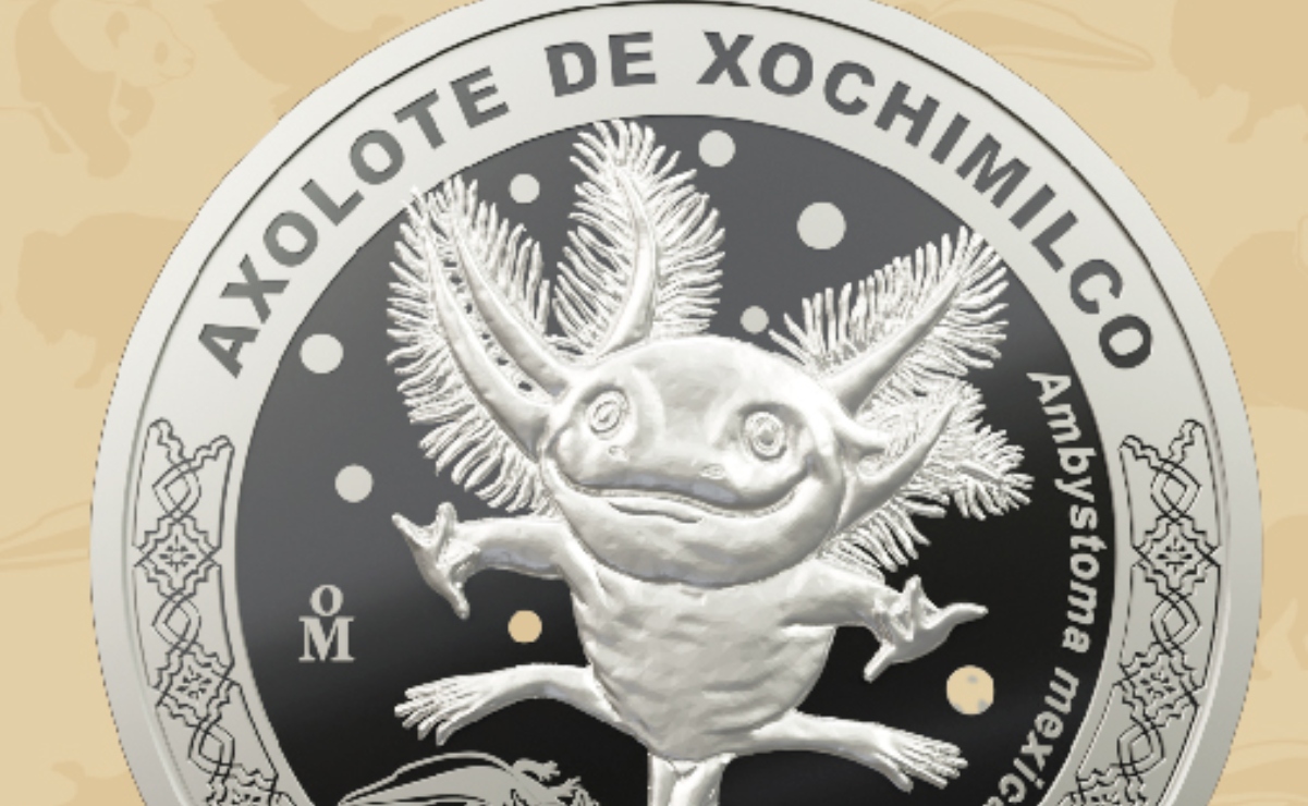 ¡Otro ajolote de colección! Casa de Moneda lanza medalla conmemorativa