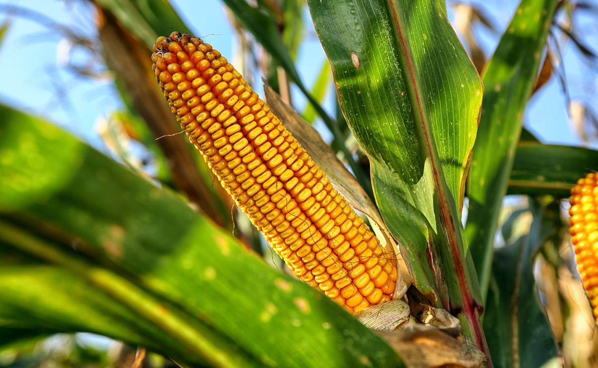 EU y México eligen a expertos del panel del T-MEC sobre maíz transgénico