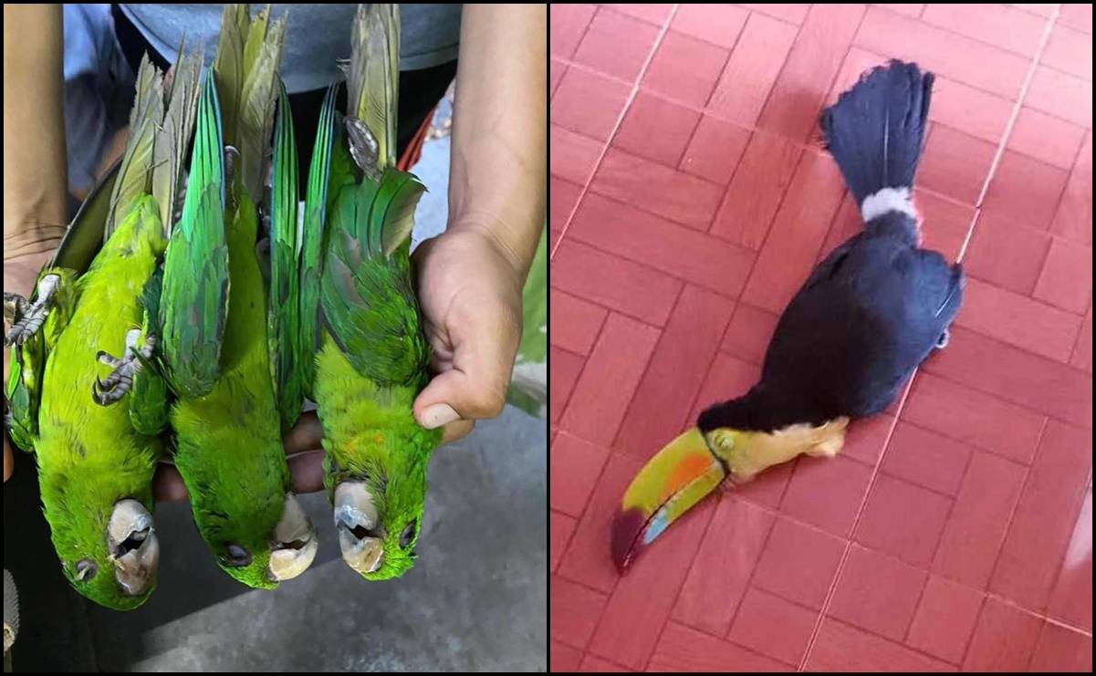 Aves caen muertas por calor extremo en la Huasteca Potosina