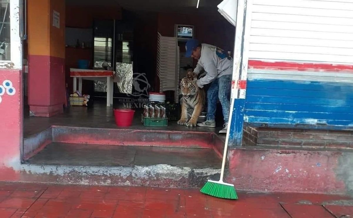 Tigre deambula en calles de Hidalgo y hasta se mete a un local de tacos