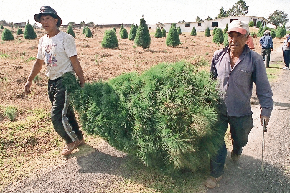 Piden verificar árboles de Navidad importados