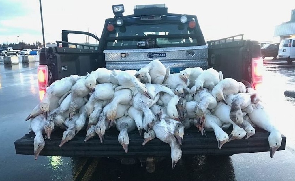 Video. 'Llueven' decenas de gansos muertos en Idaho