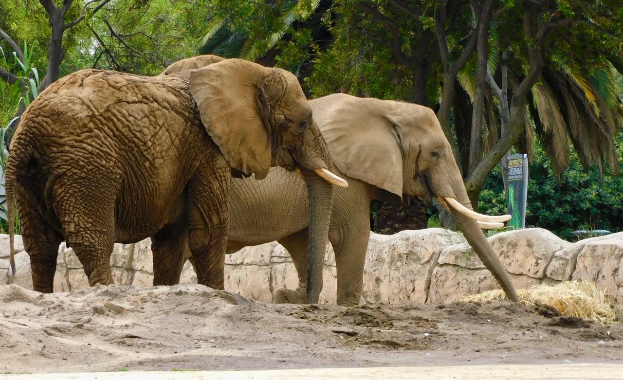 Expertos ven bien el acoplamiento entre elefantas Ely y Gypsy