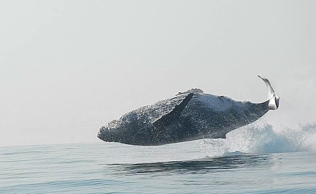 Captan a ballena de 40 toneladas 'volando' en las costas de Sudáfrica