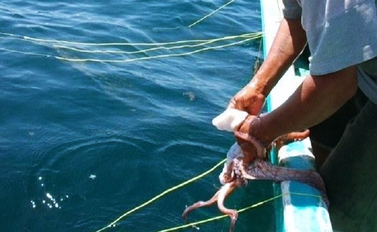 Descartan marea roja en costas yucatecas; pescadores de El Cuyo, Río Lagartos y San Felipe sin contratiempos