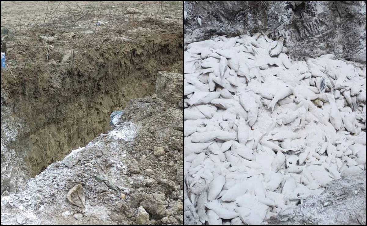 Tras sequía en presa, entierran más de 2 toneladas de pescado en Hidalgo