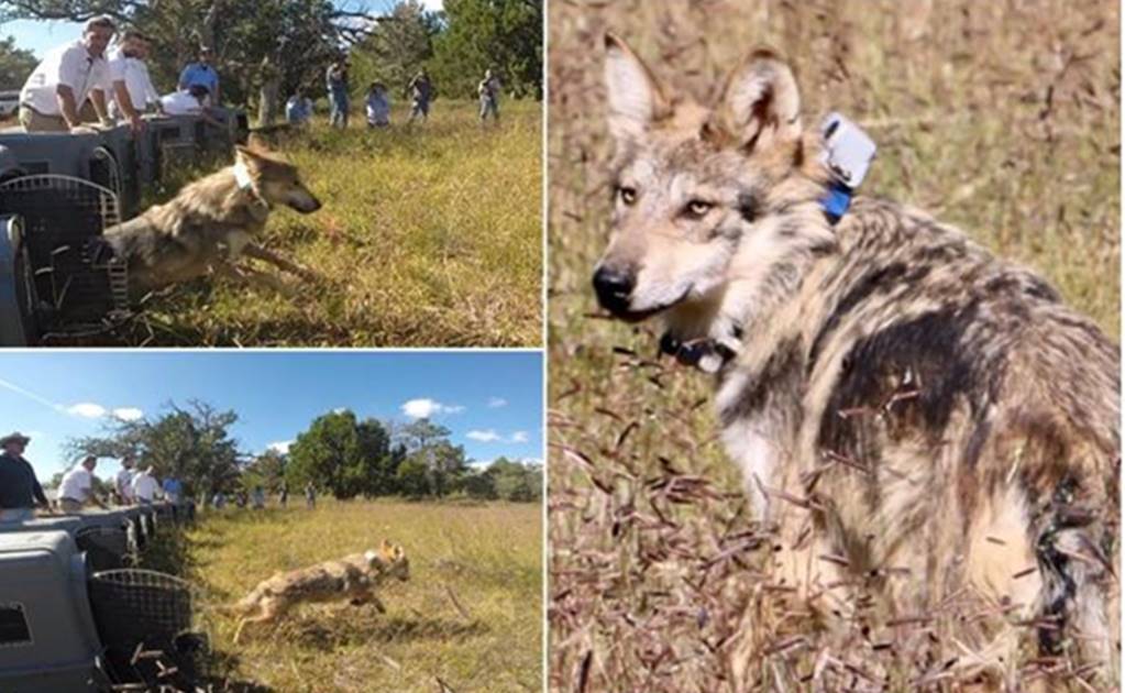 U.S. court mandates new recovery plan for Mexican gray wolves