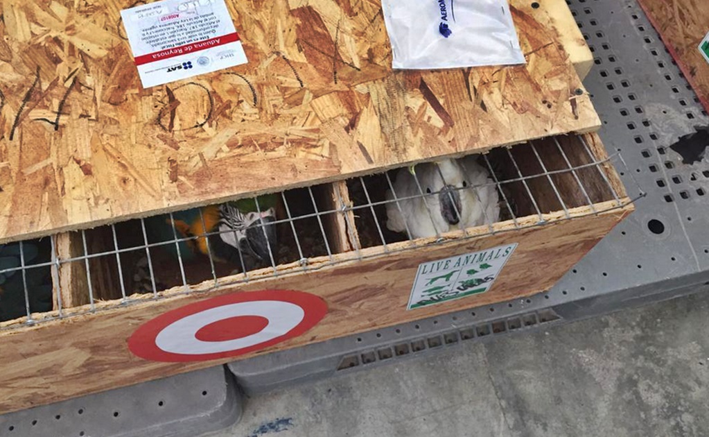 Interceptan contrabando de 10 aves silvestres en Reynosa