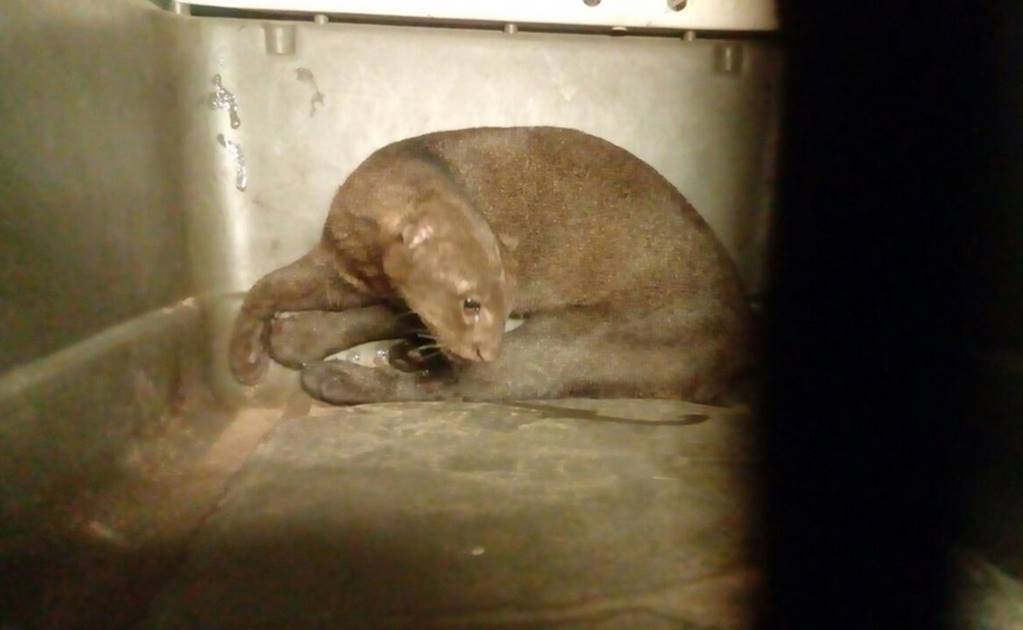 Rescatan en Tabasco un jaguarundi presuntamente atropellado