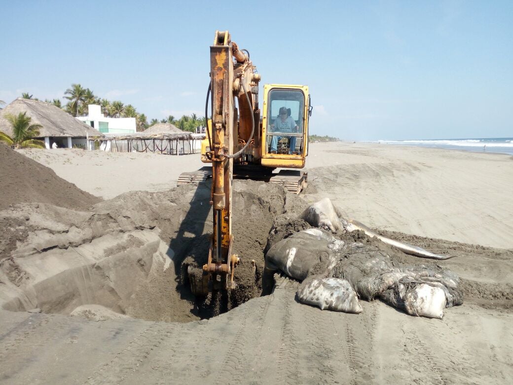 Hallan ballena muerta en playa Arista, Chiapas