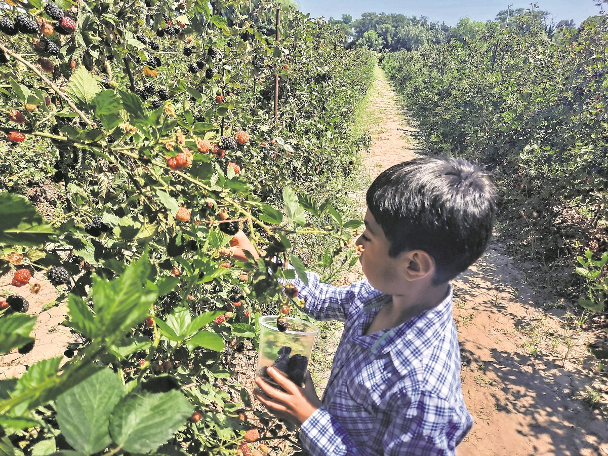 Finca de zarzamoras: “niños comen de la planta lo que conocen sólo del súper”