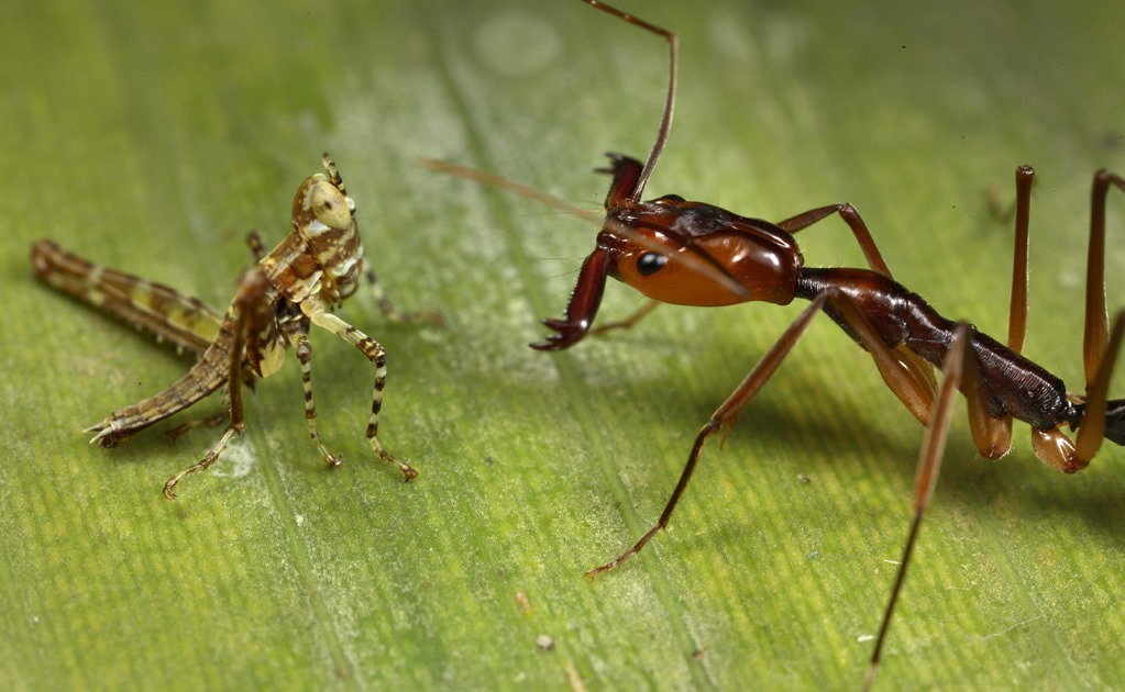 Las plantas evolucionaron para manipular a las hormigas