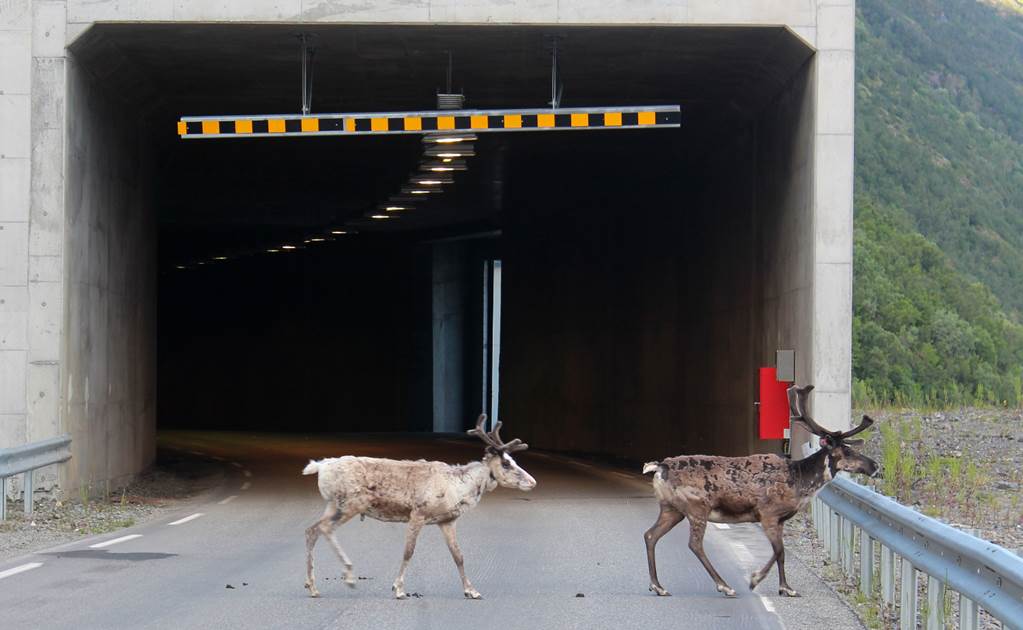 El calor récord en Noruega lleva a los renos a refugiarse en los túneles