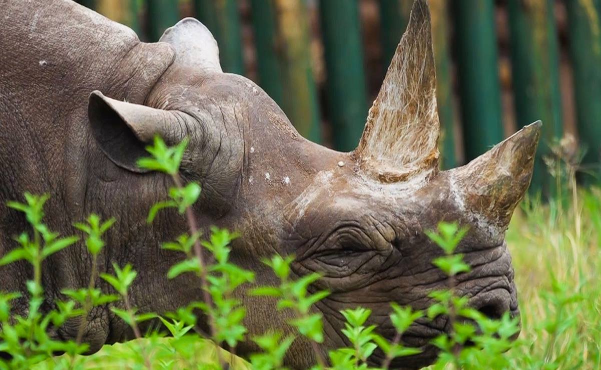 Rinoceronta más longeva muere a los 57 años en Tanzania