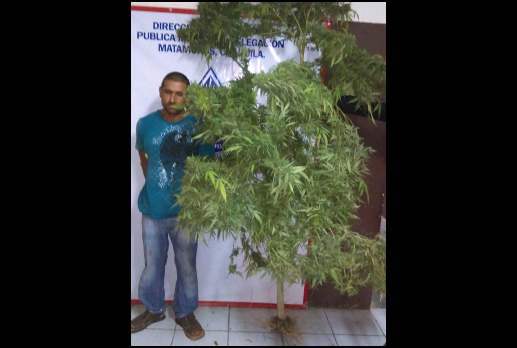 Lo capturan con planta de mariguana de 2 metros en Matamoros