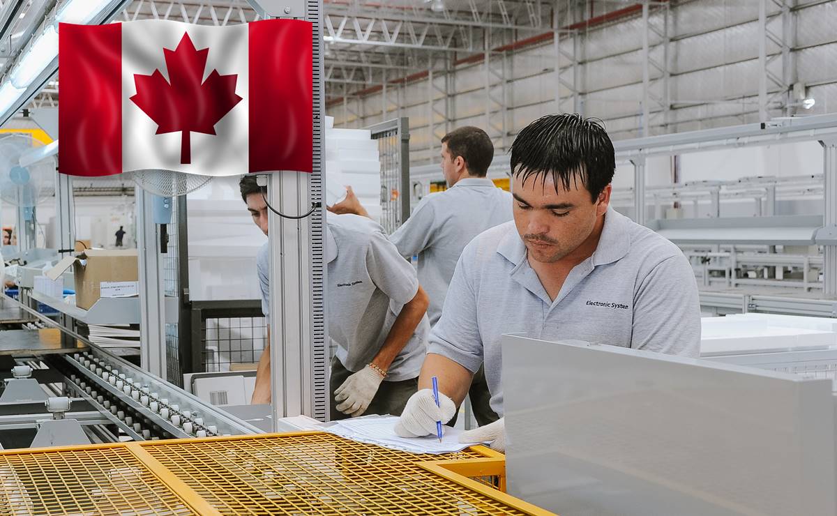 Trabajo en Canadá: contratan mexicanos como obreros en procesamiento de arándanos