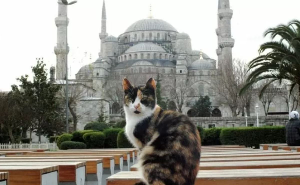 ¿Por qué Estambul es la ciudad de los gatos?