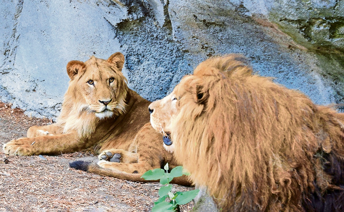 FOTOS. Acoplados y con buena salud, leones rescatados en el Ajusco de la fundación Black Jaguar White Tiger