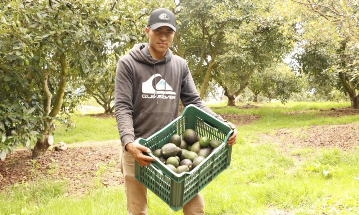 Aguacateros del Edomex abastecen la Zona Metropolitana ante demanda por el Super Bowl