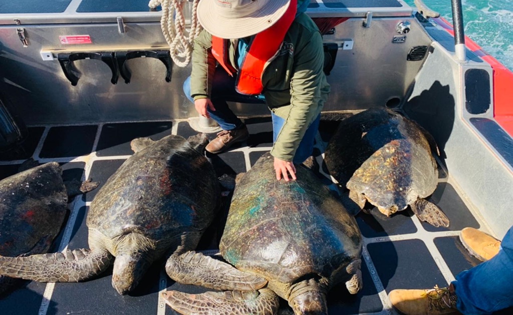 Liberan en Baja California a 4 tortugas marinas en peligro de extinción