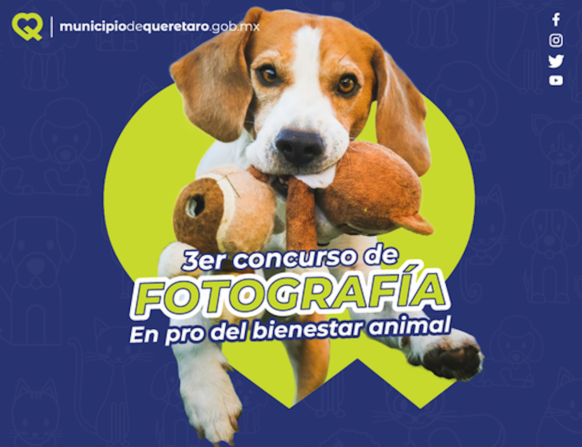 Hazle foto a tu perrhijo o gathijo y postúlate a este concurso en Querétaro 