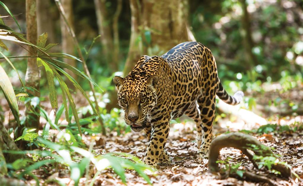 Profepa investiga cacería y venta de un jaguar en Yucatán