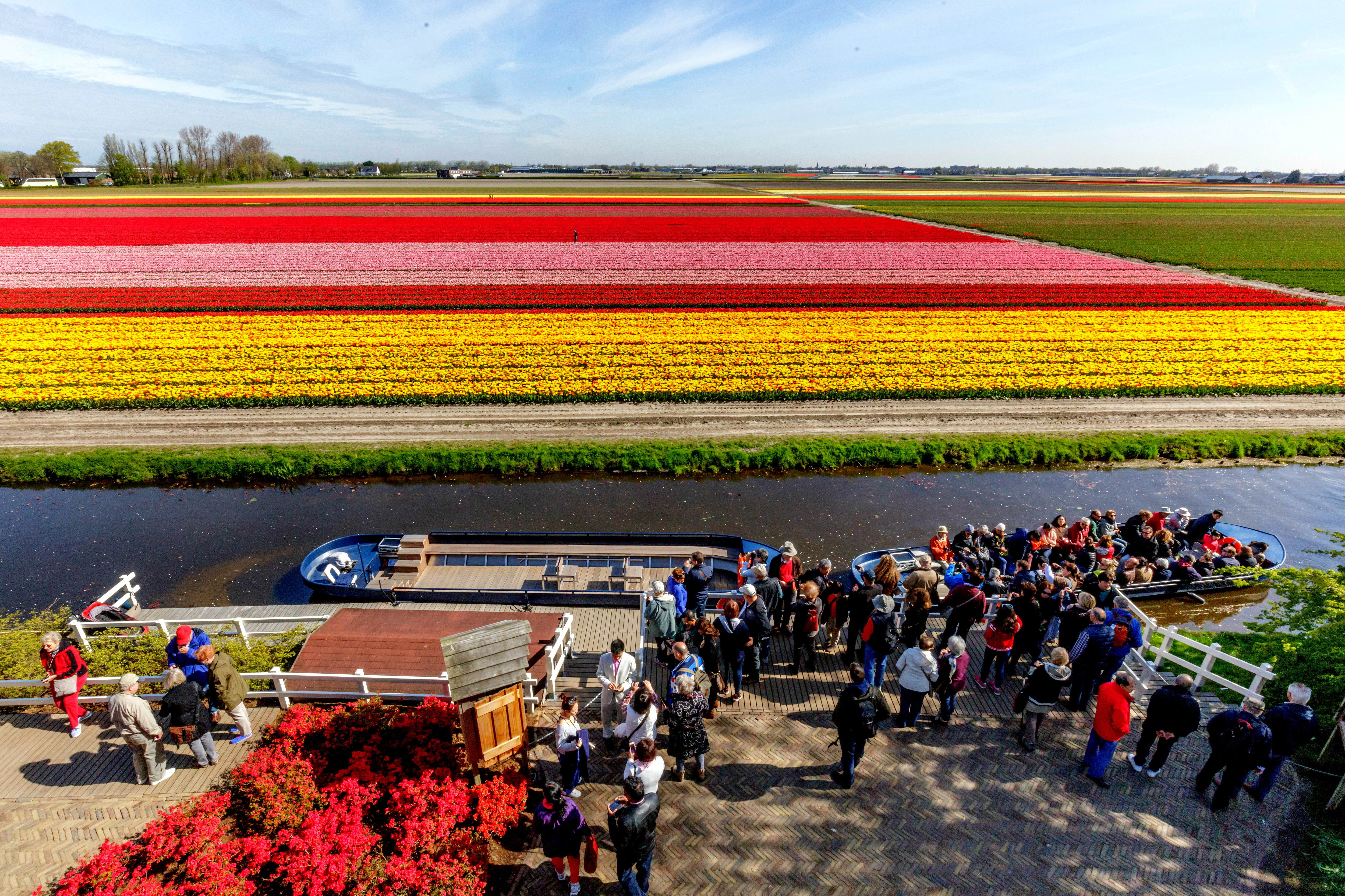 Siete curiosidades sobre un espectacular parque de tulipanes en Holanda