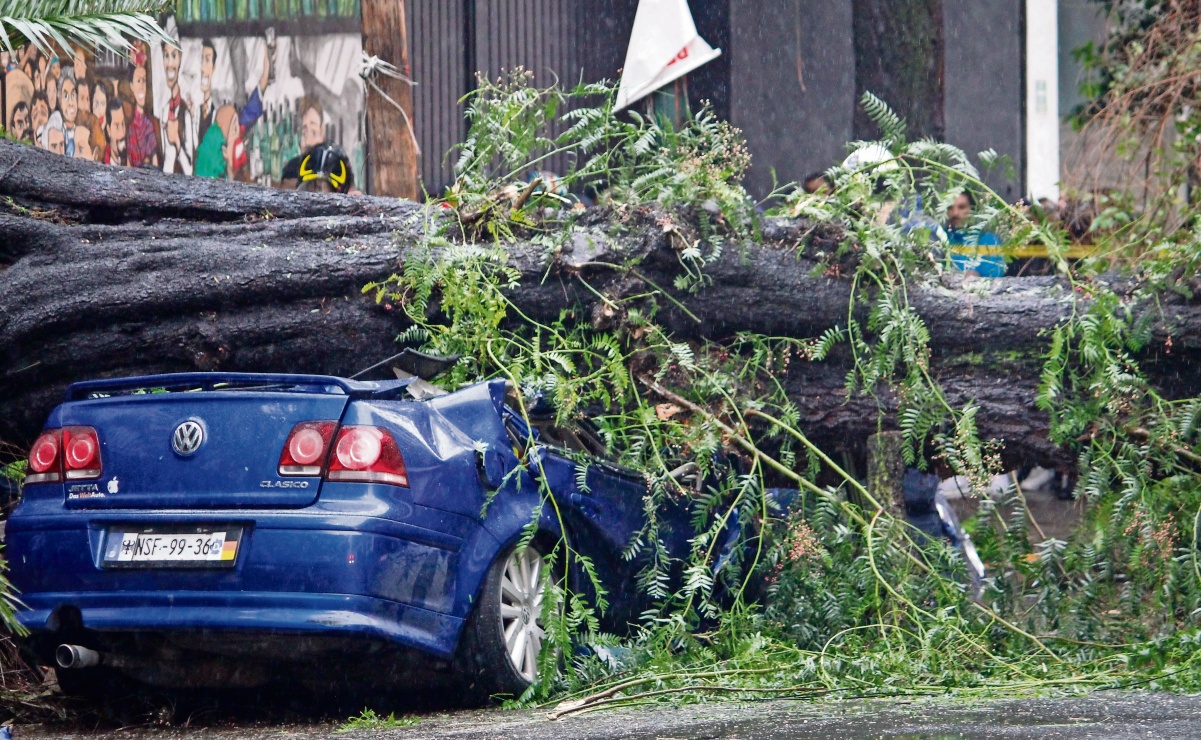 Cae árbol en auto en BJ; muere mujer