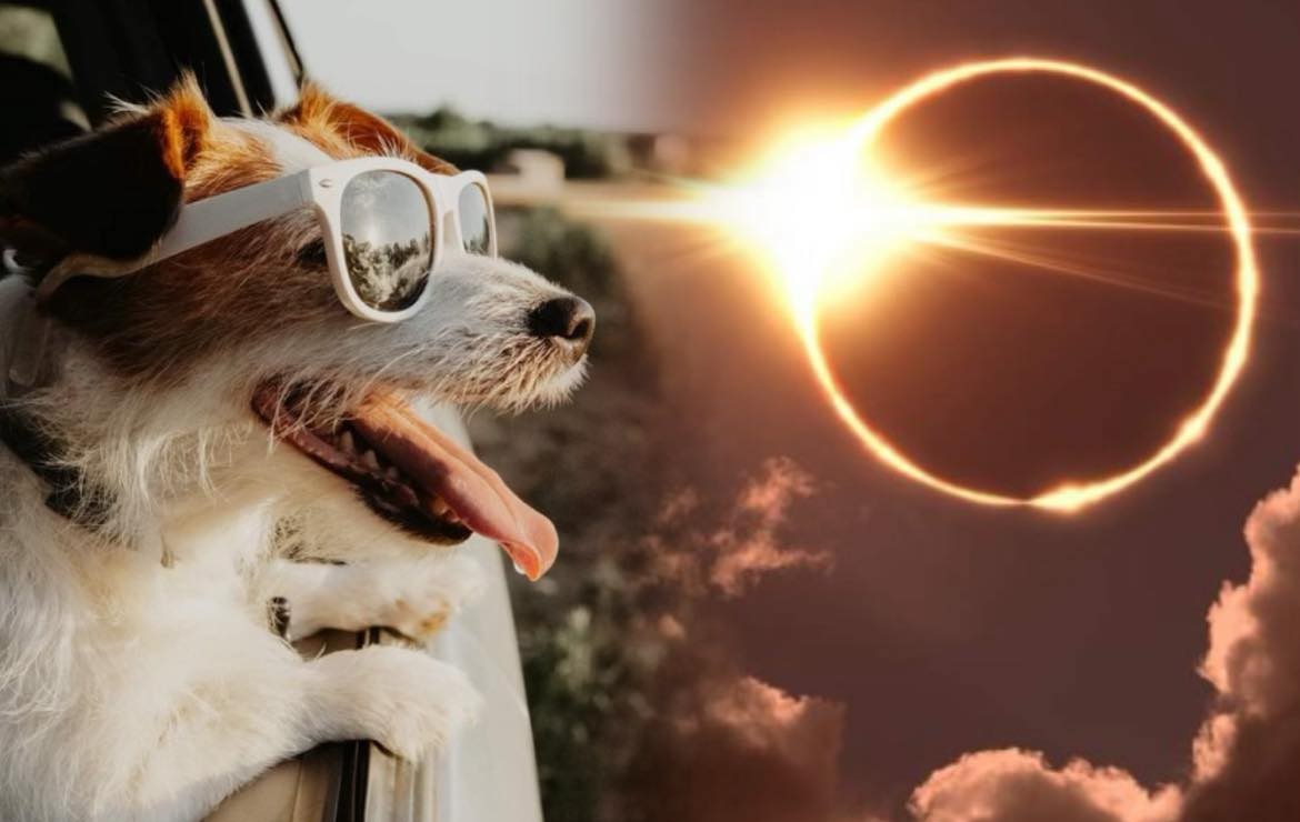 Eclipse total de Sol 2024. ¿Cómo cuidar a las mascotas durante el fenómeno?