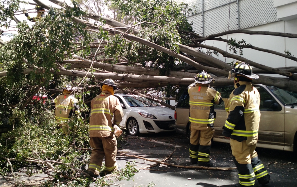 Piden a Gobierno capitalino reparar autos dañados por árboles