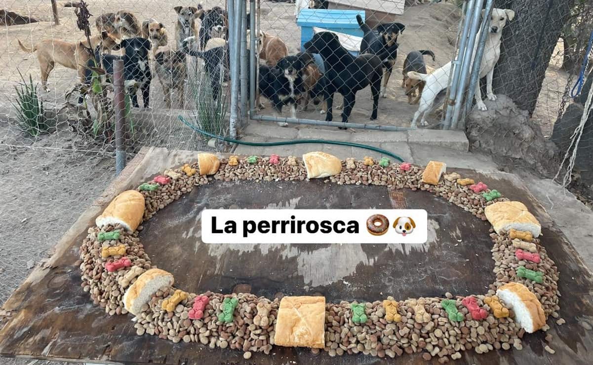 La peculiar Rosca de Reyes que le regalaron a refugio de perritos en Tlaxcala: VIDEO