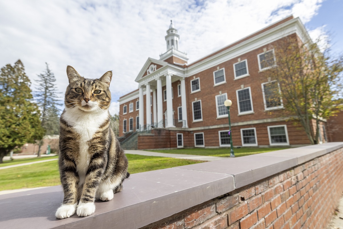 Universidad de EU da doctorado honoris causa a michi "Max" por "litter-ature"