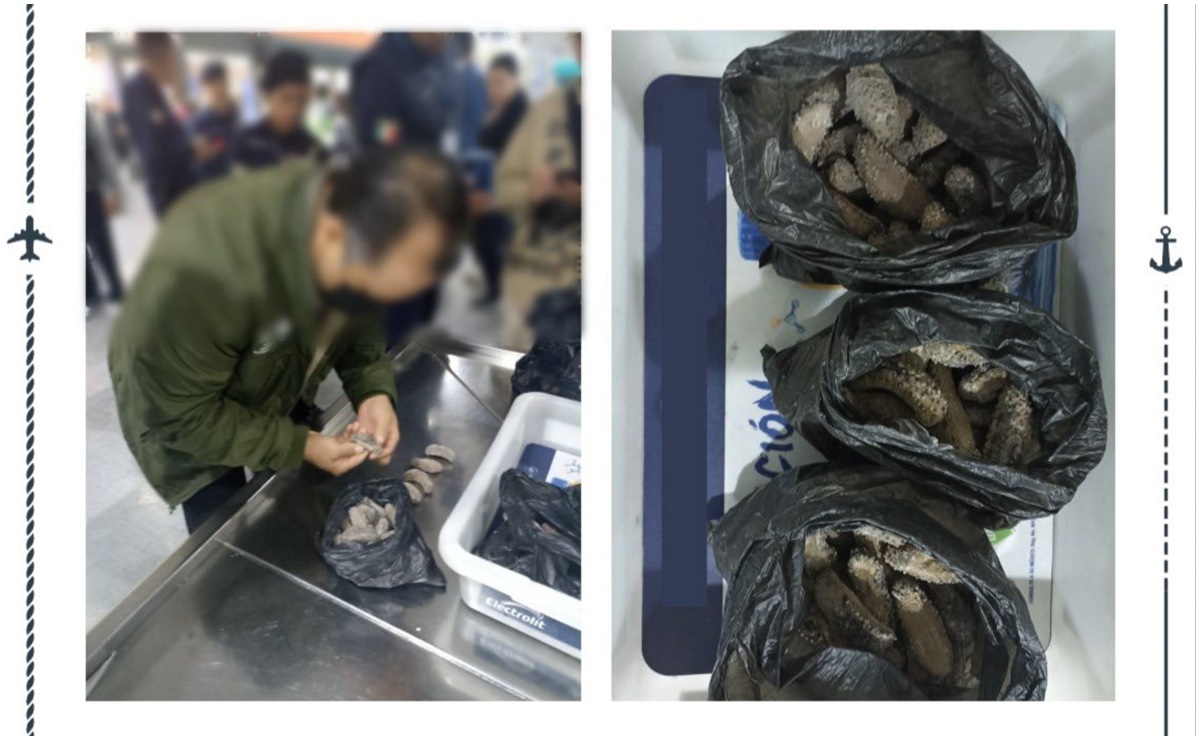 Aseguran pepinos de mar en AICM; fueron hallados en maleta de pasajeros que iban a Los Ángeles