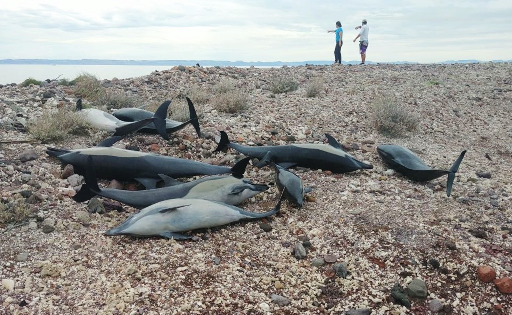 Hallan más de 50 delfines varados en playa de La Paz; mueren 21