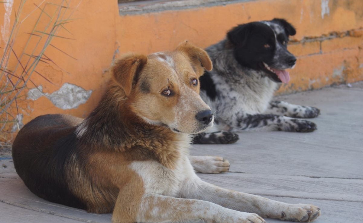 México, primer lugar en abandono de perros; impulsa Verde sanciones 