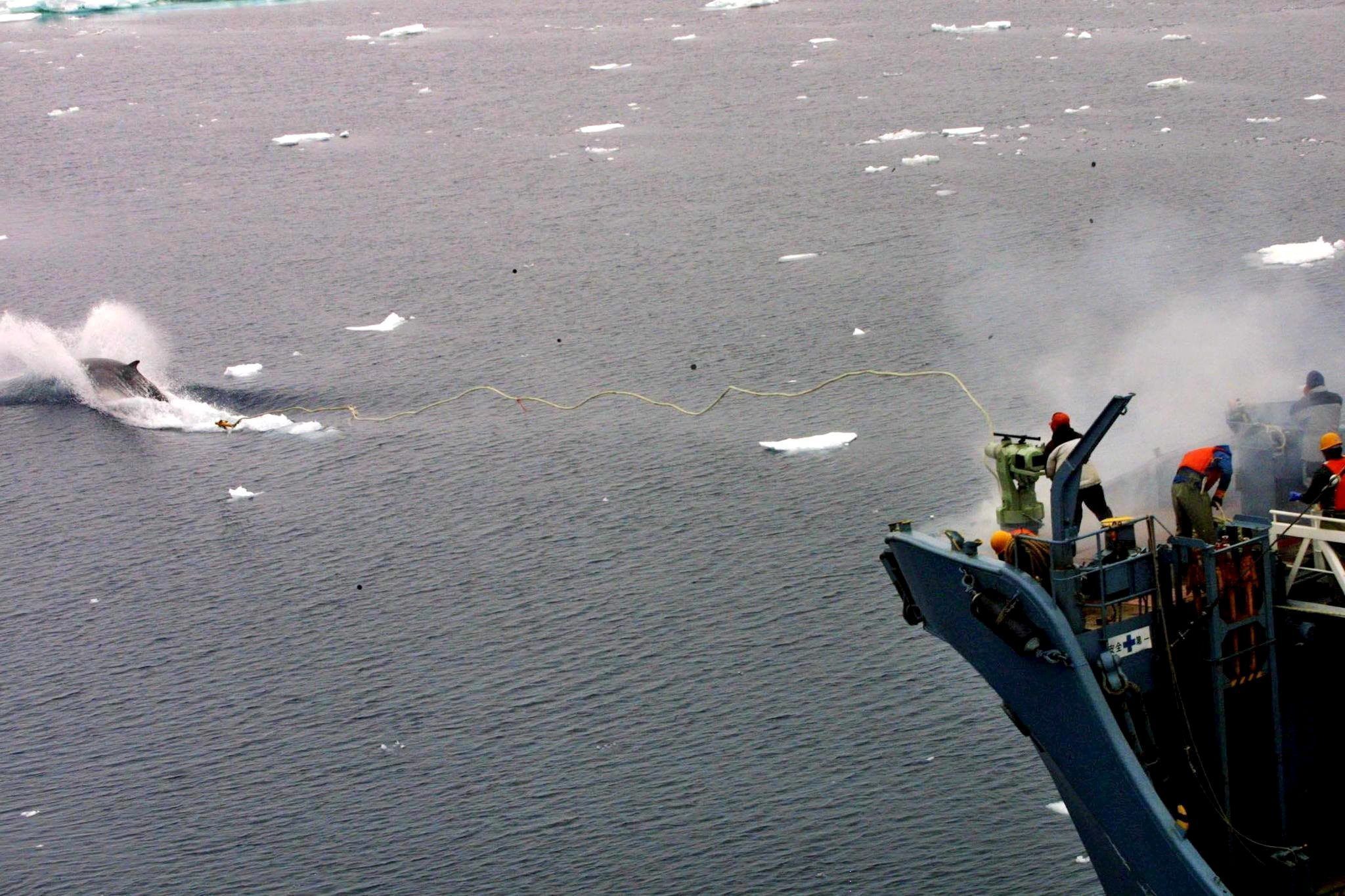 Islandia concede permiso para cazar 128 ballenas en medio de fuertes críticas