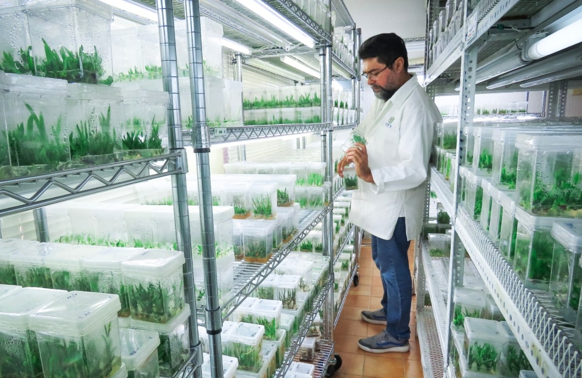 Científicos yucatecos produjeron 700 mil plantas de agave para aumentar producción del mezcal