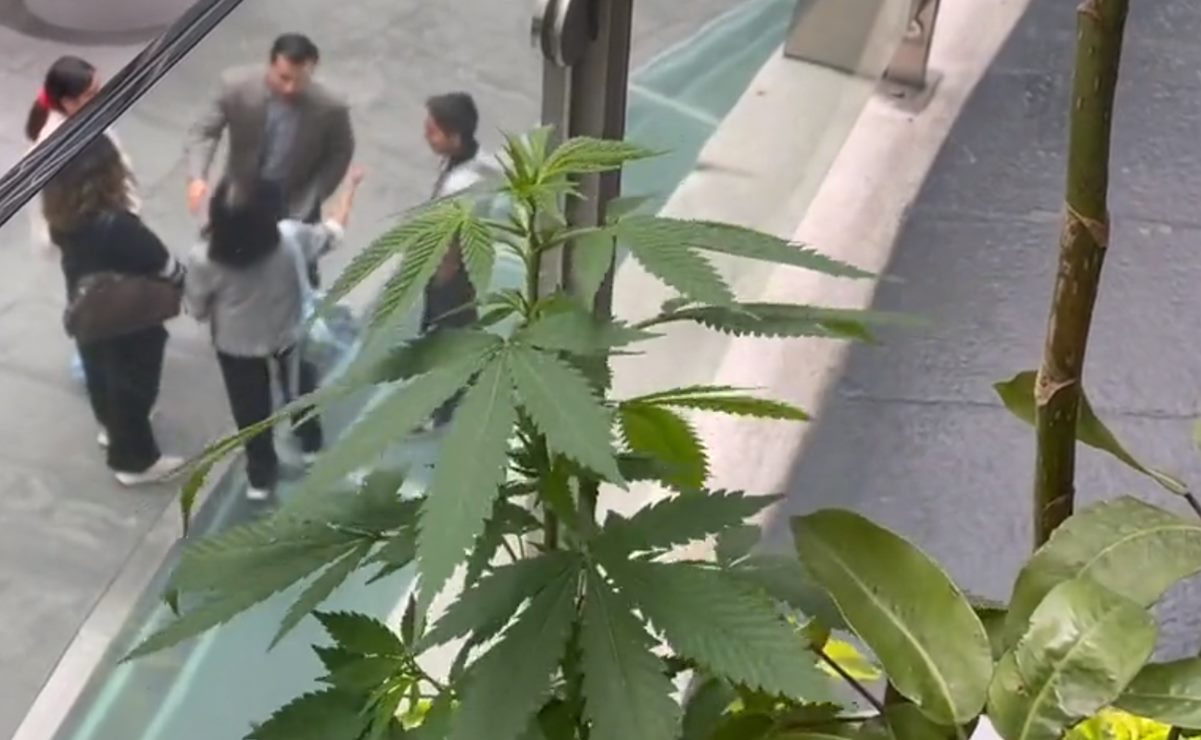 Aparece... y desaparece planta de marihuana dentro del Senado