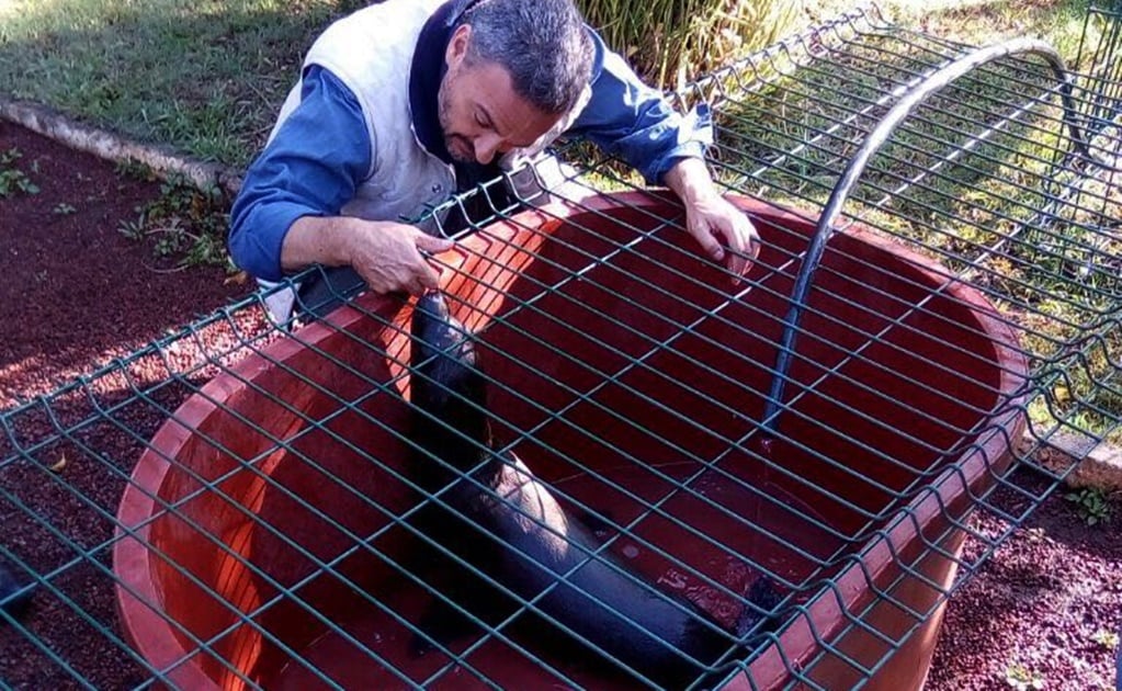 Rescatan a lobo marino abandonado en calles de Morelia