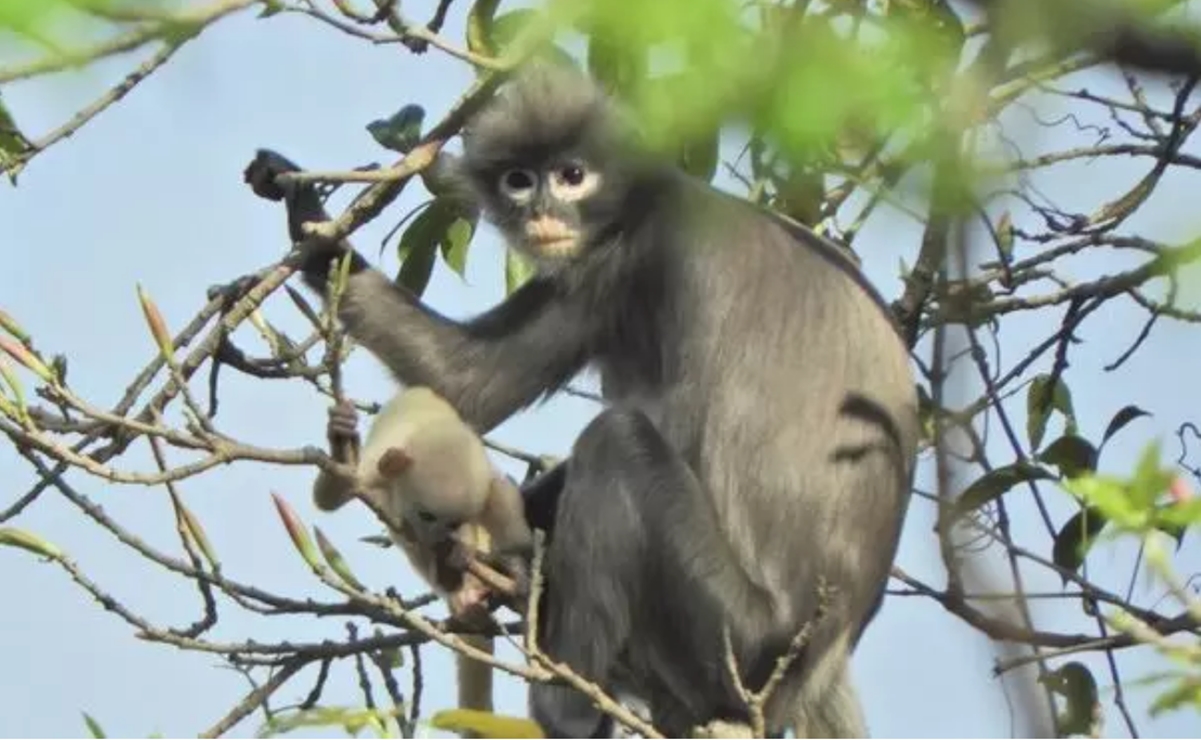 Un primate recién descubierto ya está en peligro de extinción
