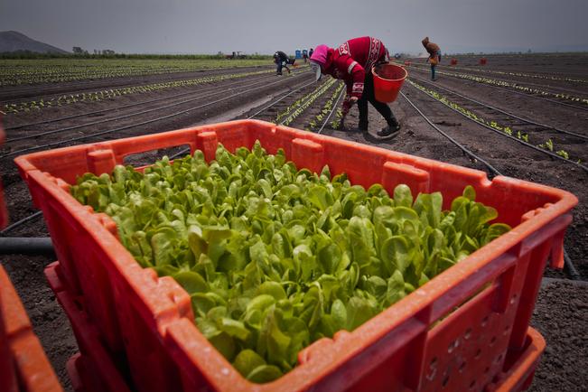 Ven difícil situación para sector agropecuario