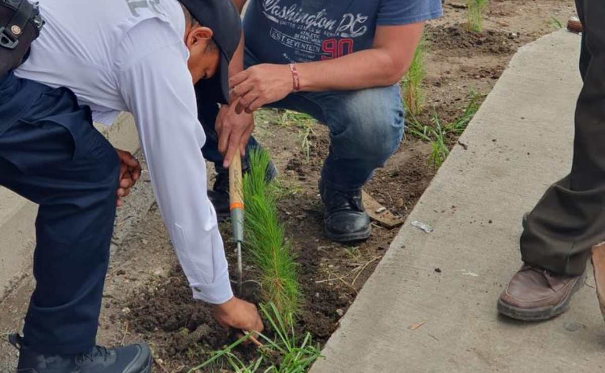 Siembran cerca de 8 mil árboles para recuperar espacios en Naucalpan