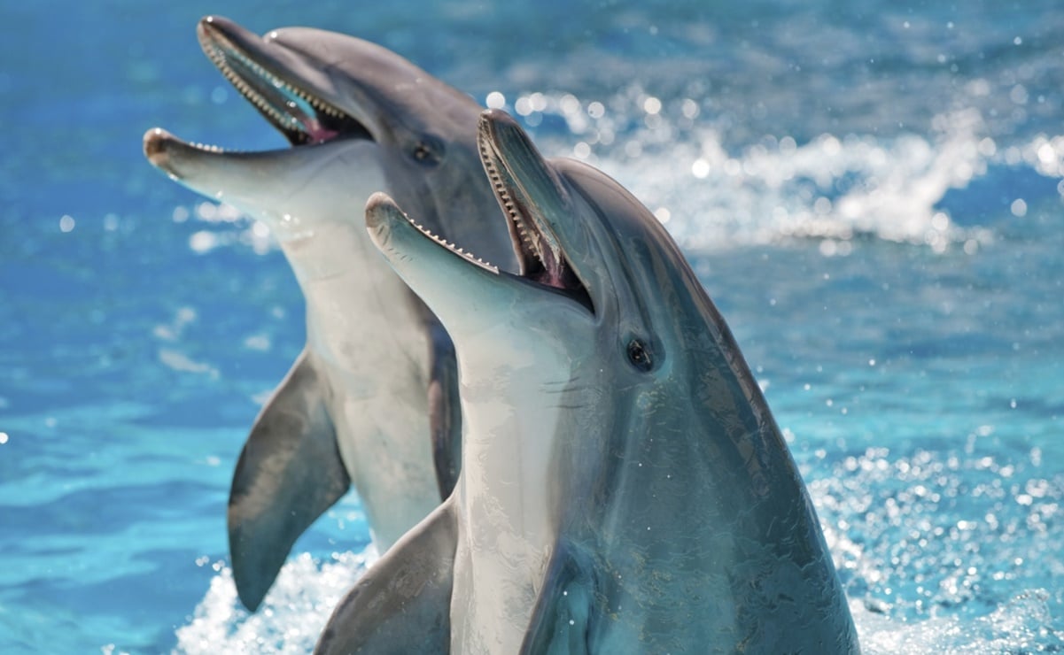 Los delfines "gritan" debido al creciente ruido submarino 